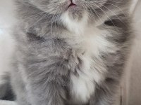 Eşsiz güzellikte ipek tüylü Birman ve British longhair