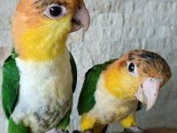 PORTAKAL KAFA CAİQUE BEBEK PAPAĞANLAR