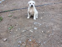 Safkan akbaş köpeği yavruları