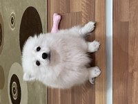 Sahibinden pomeranian boo sevgi dolu