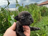 A KALİTE FRENCH BULLDOG YAVRULARI YALOVA