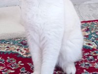 Scottish fold erkekler