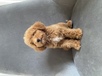Mükemmel Toy Poodle Dişi Yavrumuz