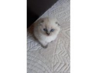 Safkan koca kafa bebek british shorthair yavrularım