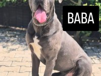 Cane corso blue köpeğimiz