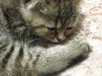 Bal suratlı scottish fold yavrumuza yeni yuva arıyoruz