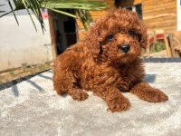 Red Toy Poodle Yavrular