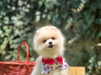 Pomeranian boo yavrum