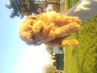 Poodle ayarında erkek maltipoolar, ruhsatlı çiftlik