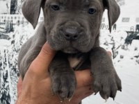 Blue dev cane corso erkek ve dişi yavrular
