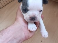 French bulldog yavrularımız
