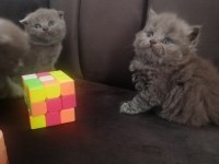 Scottish fold yavru Antalya