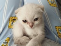 Dişi ve erkek son scottish fold yavrular