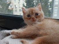 Bıcırların bıcırı british shorthair bebişlere yuva