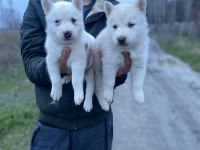ÜST KALİTE BEYAZ MAVİ GÖZ HUSKY YAVRULAR