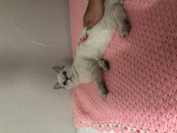 Yuva arıyoruz exotic shorthair