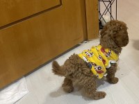Erkek yavru poodle hemen teslim