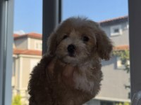 Daha iki aylık cavapo toy poodle