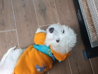 4 Aylık Yavru Köpeğim