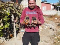 Rezerveye açık chow chow çin aslanı yavrularımız