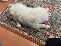 3 aylık samoyed