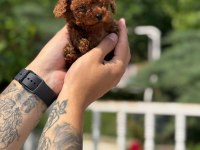ANKARANIN DEĞİL TÜRKİYENİN EN İYİSİ KORE TOY POODLE