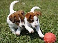 FCI-KIF Şecereli Safkan Dişi Jack Russell Yavrularımız
