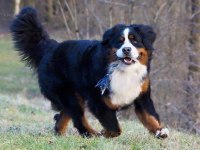 Dağ Köpeği Bernese Yavruları Çiftlikten