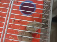 Kahverengi Hamster Yavrular