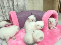 2 Aylık Blue Point Scottish Fold Yavrumuz
