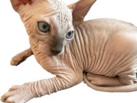 Safkan sphynx (sfenks) 2 aylık, 1 erkek 2 dişi