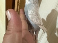 29 Günlük Kusursuz Muhabbet Kuşu Bebek