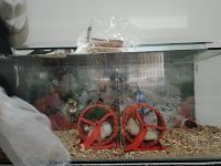 Yavru Hamster