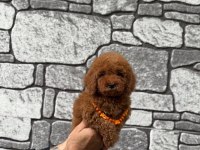 Toy poodle erkek bebek köpeğimiz
