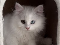 Erkek ve dişi cins yavru british longhair kediler