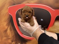 TOY POODLE BABYFACE YAVRULARIMIZ