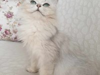 Uygun yeşil gözlü british longhair prenses