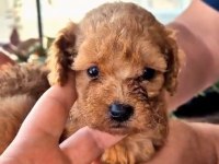 TEACUP POODLE MINIKLERLE TANISTINIZ MI ?
