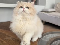British Longhair Kedilerim