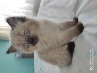 Blue point cinsi british shorthair acil sahiplendirmem lazım