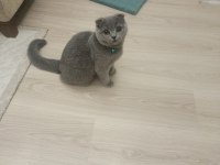 5 aylık erkek scottish fold