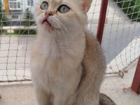 British shorthair ny11 dişi 1.5 yaşında