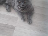 British longhair erkek
