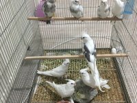 Yavru yetişkin mevcut kendi adıma bilezikli sultan papağanı