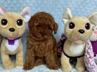 SAFKAN TOY POODLE
