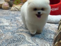 Oyuncak Teddy Pomeranian Boo
