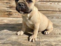Bayram Şekeri French Bulldog Köpekler