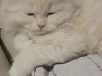 Scottish fold yavru