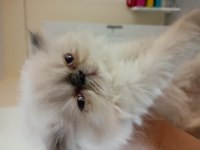 Blue Point Himalayan Persian