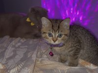 Dişi British Shorthair Yavrumuz Yuvasını Arıyor
